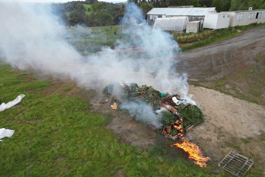 کشف بیش از 6000 بوته‌ گیاه شاهدانه در ایالت ویکتوریا