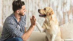 نتایج جالب از پژوهش در مورد ارتباط عاطفی سگ‌ها و صاحبانشان