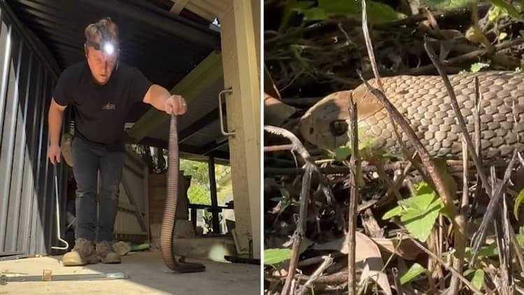 مار قهوه‌ای جان یک نوجوان را در ایالت کوئینزلند گرفت