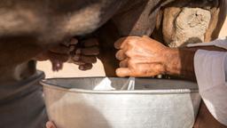 محققان استرالیایی: شیر شتر از شیر گاو سالم‌تر است