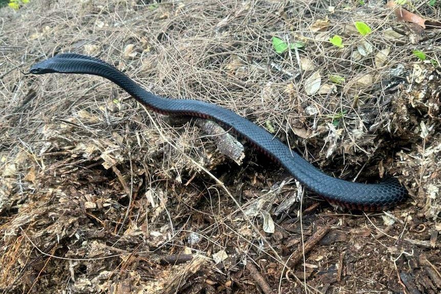 جمع‌آوری 102 مار سمی از حیاط خلوت یک خانه در غرب سیدنی