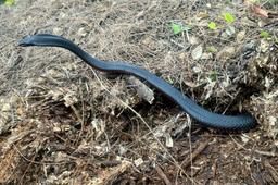 جمع‌آوری 102 مار سمی از حیاط خلوت یک خانه در غرب سیدنی