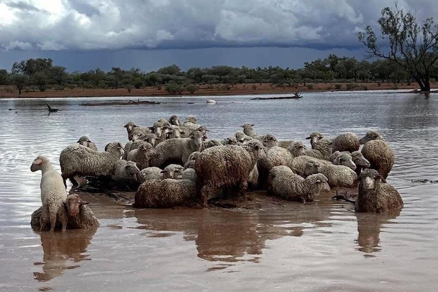 سیل‌های ویرانگر در کوئینزلند: تلفات سنگین دام‌ها و نگرانی از افزایش قیمت گوشت