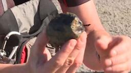 کشف شهاب‌سنگ نیم میلیارد ساله در دشت‌های نمکی ایالت استرالیای غربی