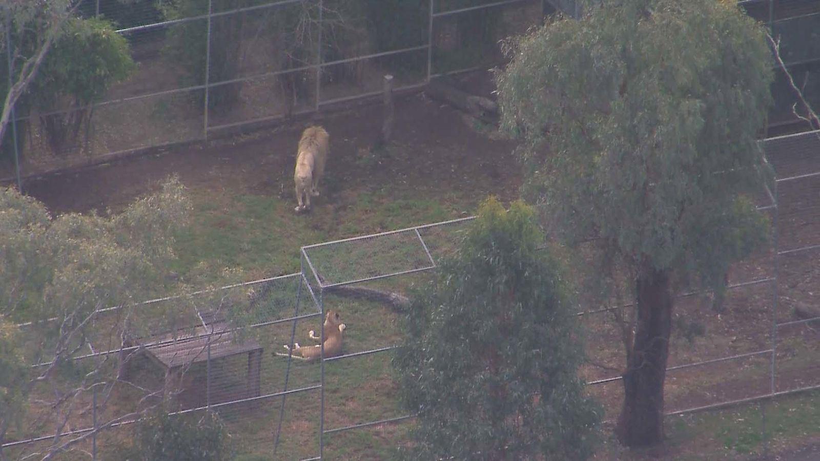 حمله گربه‌سان بزرگ به یک زن در یک باغ‌وحش در ایالت کوئینزلند