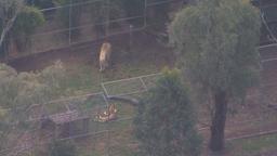 حمله گربه‌سان بزرگ به یک زن در یک باغ‌وحش در ایالت کوئینزلند