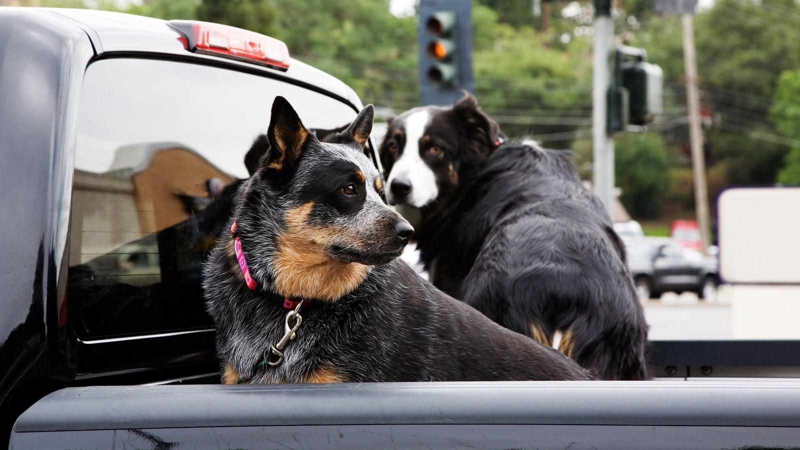 آیا در استرالیا حمل سگ در داخل خودرو جریمه دارد؟