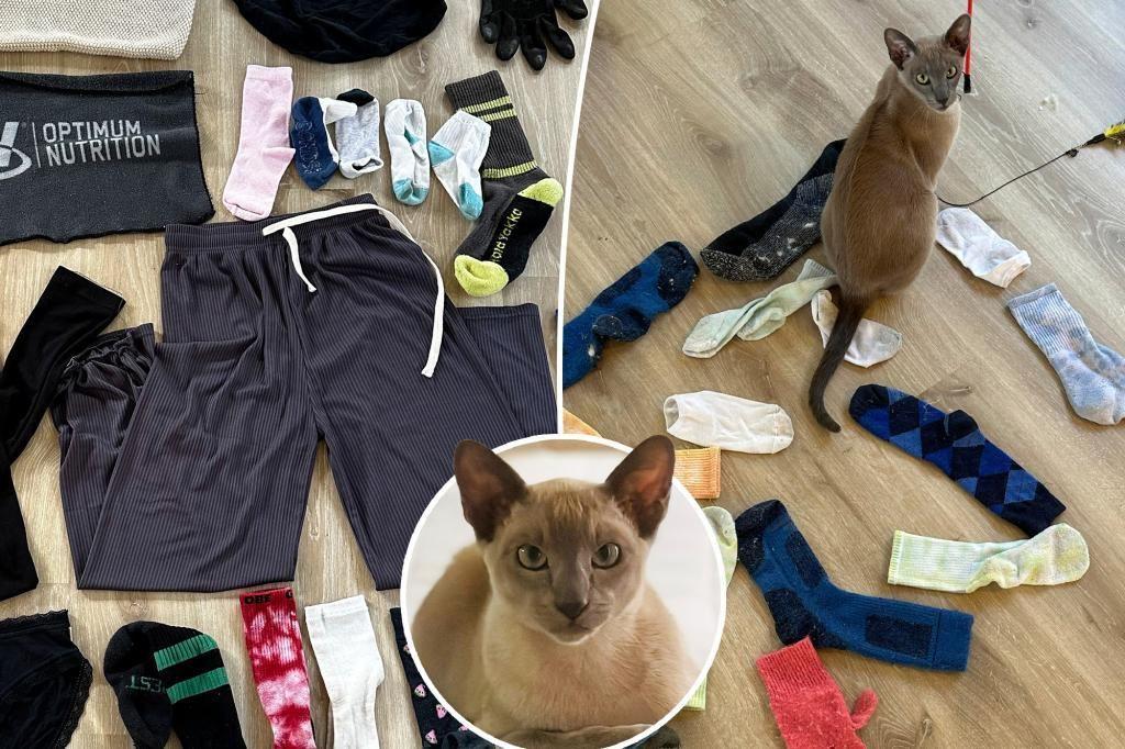 گربه خانگی که به جای شکار موش یا پرنده، عاشق دزدیدن لباس زیر است!