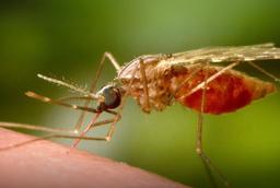 آنچه استرالیایی‌ها باید درباره ویروس رو به افزایش در چین بدانند