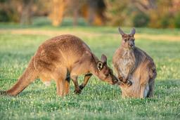 10 مکان برتر برای تماشای حیات وحش بکر و منحصربه‌فرد استرالیا