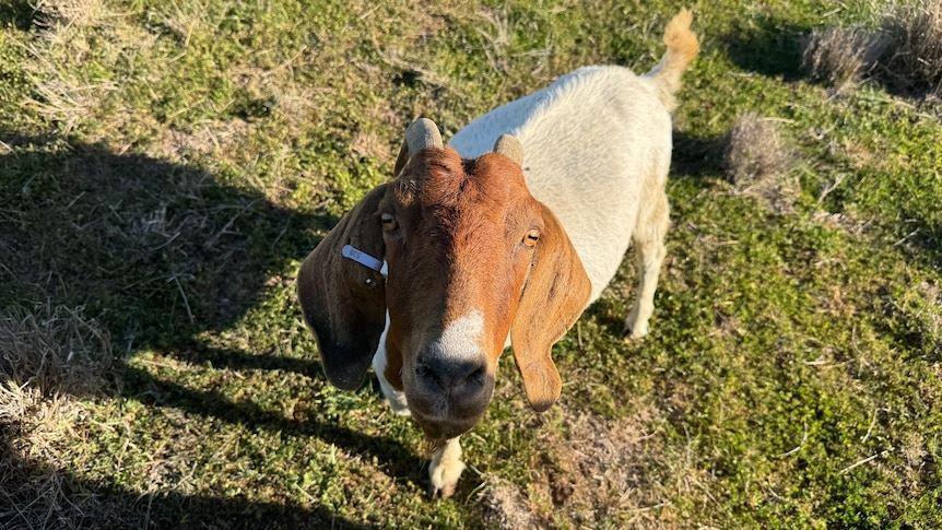 استرالیا بزرگ‌ترین صادرکننده گوشت بز در جهان؛ اما مصرف داخلی ناچیز 