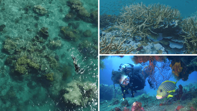 هشدار جهانی برای نجات دیواره بزرگ مرجانی در معرض خطر استرالیا
