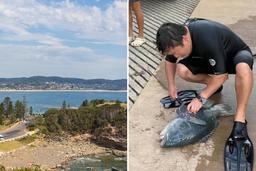 جریمه 22 هزار دلاری در انتظار صیاد غیرقانونی در ایالت نیوساوت ولز