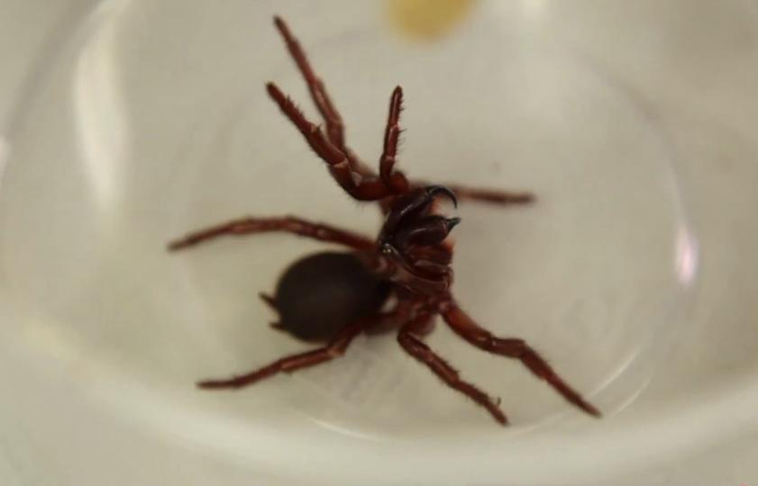 تبدیل زهر مرگبارترین عنکبوت استرالیا به دارویی نجات‌بخش