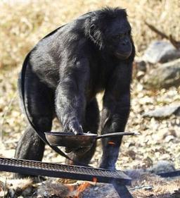 شامپانزه 'توانایی لازم برای پختن غذا را دارد'