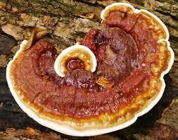 عصاره قارچی که با چاقی مبارزه می کند