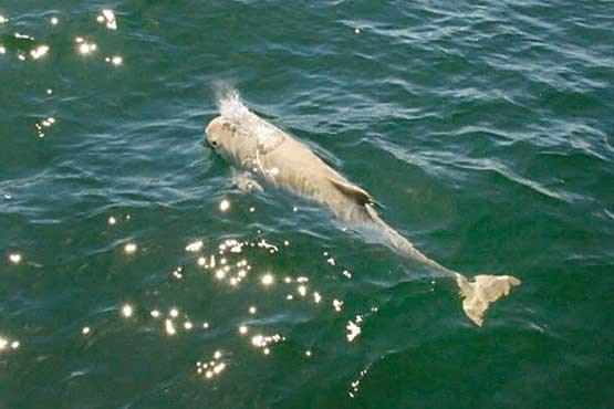 مشاهده حیوانی نادر در دریای بالتیک