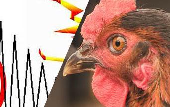 پیش بینی زلزله با کمک حیوانات