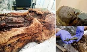 کشف مومیایی باستانی در سیبری با اشیاء ساخت تمدن ایرانی