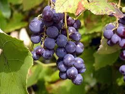 جلوگیری از سرطان روده با مصرف انگور قرمز