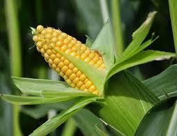 مصرف مداوم ذرت خطر ابتلا به دیابت را کاهش می‌دهد