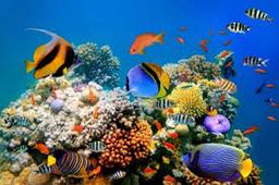 ترفند ماهی‌ها برای فرار از گرما