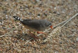 شباهت تکلم فنچ استرالیایی و انسان