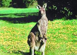 اولین مهاجران ساکن استرالیا چه می‌خوردند؟