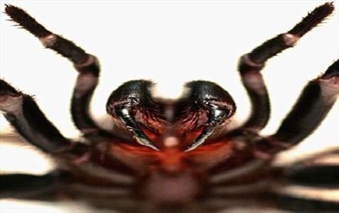 عنکبوتی با نیش های عظیم و دردناک