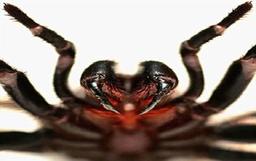 عنکبوتی با نیش های عظیم و دردناک