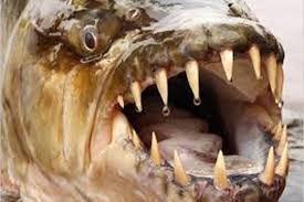 حیوانات دارای قوی ترین آرواره معرفی شدند