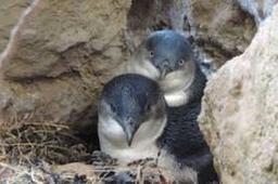 محققان استرالیا دریافتند زندگی اجتماعی شانس بقا را افزایش می‌دهد