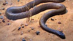 سمی ترین مار دنیا در استرالیا زندگی میکند