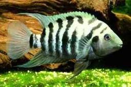 محققان استرالیا  : مغز ماهیان به توجیه ادراک حسی انسان کمک می کند