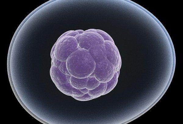 تولید سلول بنیادی از استخوان با الهام از سمندرتوسط دانشمندان استرالیایی