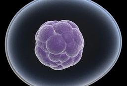 تولید سلول بنیادی از استخوان با الهام از سمندرتوسط دانشمندان استرالیایی