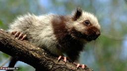 آیا می دانید بزرگترین  موش جهان کجا زندگی می‌کند؟