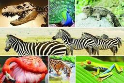 استرالیا در لیست 10 کشوری که بالاترین نرخ تنوع زیستی برخوردار هستند