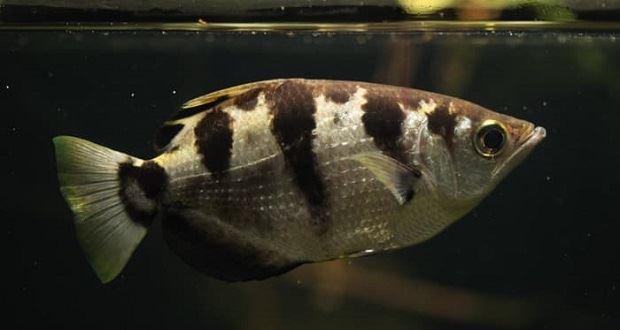 توسط محققان استرالیا و انگلیس:کشف ماهی‌های که قادر به شناسایی چهره انسان هستند