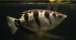 توسط محققان استرالیا و انگلیس:کشف ماهی‌های که قادر به شناسایی چهره انسان هستند