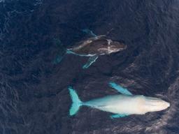 تصاویر خیره کننده ای از گونه نادر نهنگ گوژپشتِ سفید در آبهای استرالیا