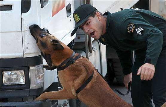 سگ های ویژه کشف مواد مخدر ایران،محموله جاسازی به قصد استرالیا را شناسایی کردند
