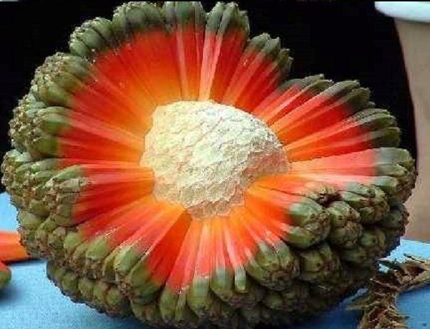  "هالا" میوه بی نظیر درخت پاندانوس تکتوریوس در استرالیا