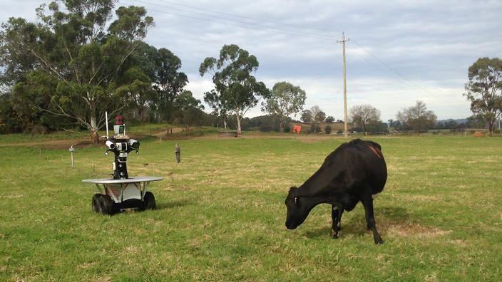 روبات چوپان در مزارع وسیع  استرالیا !!!