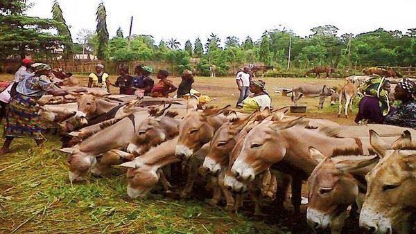 هجوم سرمایه داران چینی برای خریدن الاغ 