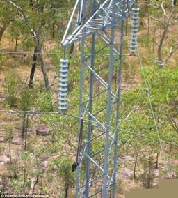 یک مار سمی باعث خاموشی برق داروین استرالیا شد