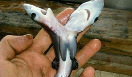 کوسۀ آبی رنگ  با دو سر در سواحل استرالیا