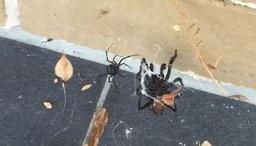 درگیری دو عنکبوت خطرناک استرالیایی با هم 