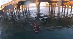  دو گاو استرالیایی برای آزادی خود به داخل دریا شیرجه زدند