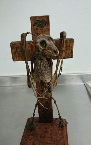 قاچاق اشیائ عجیب از استرالیا 